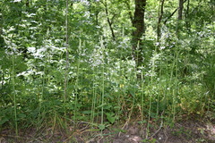 Ornithogalum arcuatum