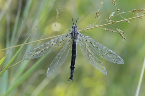 Acanthaclisis occitanica