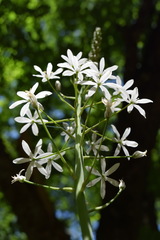 Ornithogalum arcuatum