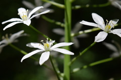 Ornithogalum arcuatum
