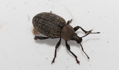 Otiorhynchus bicostatus