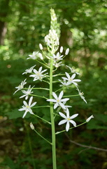 Ornithogalum arcuatum