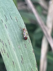 Forficula senegalensis