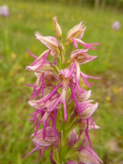 Orchis × bergonii