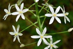 Ornithogalum arcuatum
