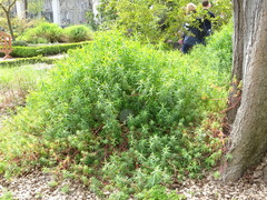 Euphorbia ceratocarpa