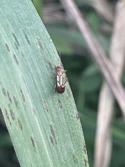 Forficula senegalensis