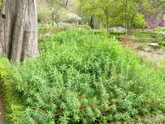 Euphorbia ceratocarpa