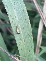 Forficula senegalensis