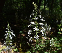 Ornithogalum arcuatum