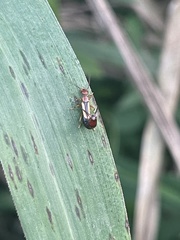 Forficula senegalensis