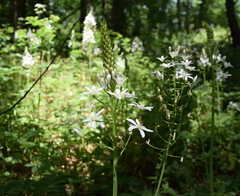 Ornithogalum arcuatum