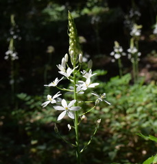 Ornithogalum arcuatum