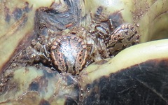 Amblyomma nuttalli