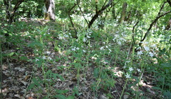 Ornithogalum arcuatum