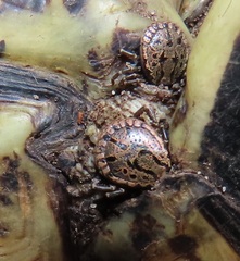 Amblyomma nuttalli