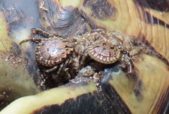 Amblyomma nuttalli