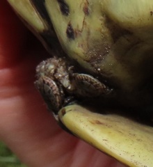 Amblyomma nuttalli