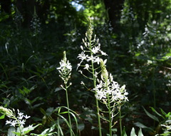 Ornithogalum arcuatum