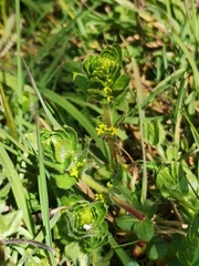 Cruciata laevipes