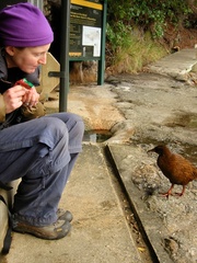 Gallirallus australis scotti