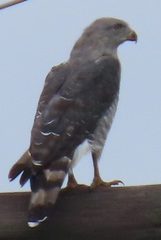 Circaetus fasciolatus