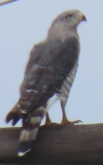 Circaetus fasciolatus