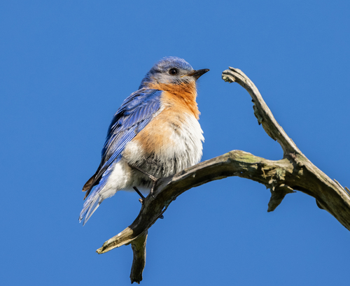 Eastern Bluebird photographed in South Carolina