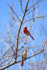 Cardinalis cardinalis