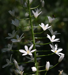 Ornithogalum arcuatum