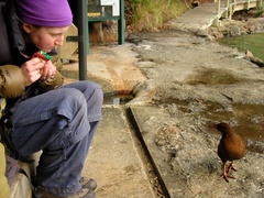 Gallirallus australis scotti