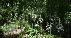 Ornithogalum arcuatum