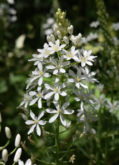 Ornithogalum arcuatum