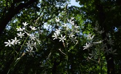 Ornithogalum arcuatum