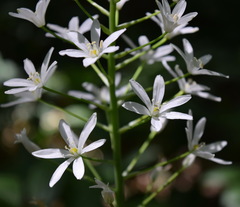 Ornithogalum arcuatum