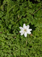 Anemonoides quinquefolia