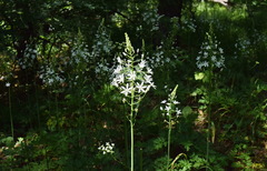 Ornithogalum arcuatum