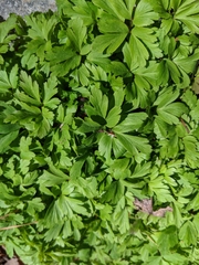 Anemonoides quinquefolia