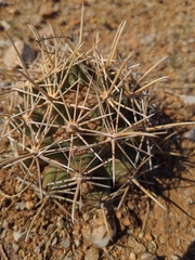 Coryphantha robustispina robustispina