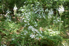 Ornithogalum arcuatum