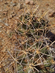 Coryphantha robustispina robustispina