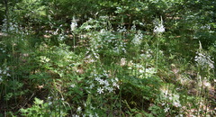 Ornithogalum arcuatum