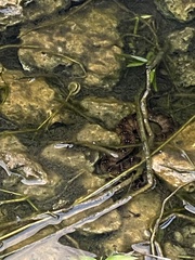 Nerodia fasciata