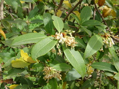 Osmanthus × burkwoodii