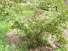 Osmanthus × burkwoodii