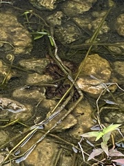 Nerodia fasciata