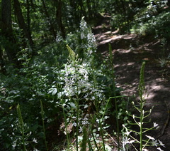 Ornithogalum arcuatum