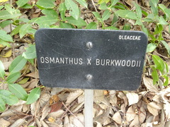 Osmanthus × burkwoodii