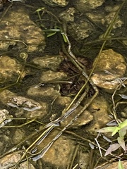 Nerodia fasciata