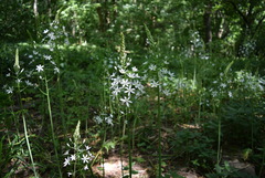 Ornithogalum arcuatum
